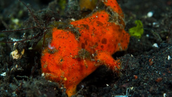Frog Fish Red by Michael Brown
